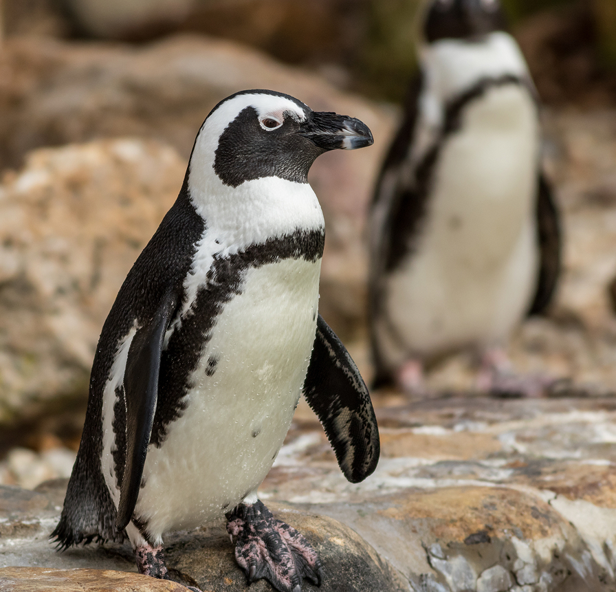 African Penguin