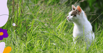 Cat in a field
