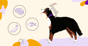 pet medication flavoring