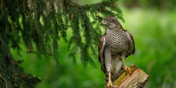 hawk sitting in pine tree