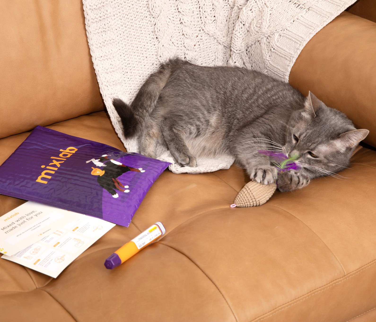Cat with Mailer Contents on Couch