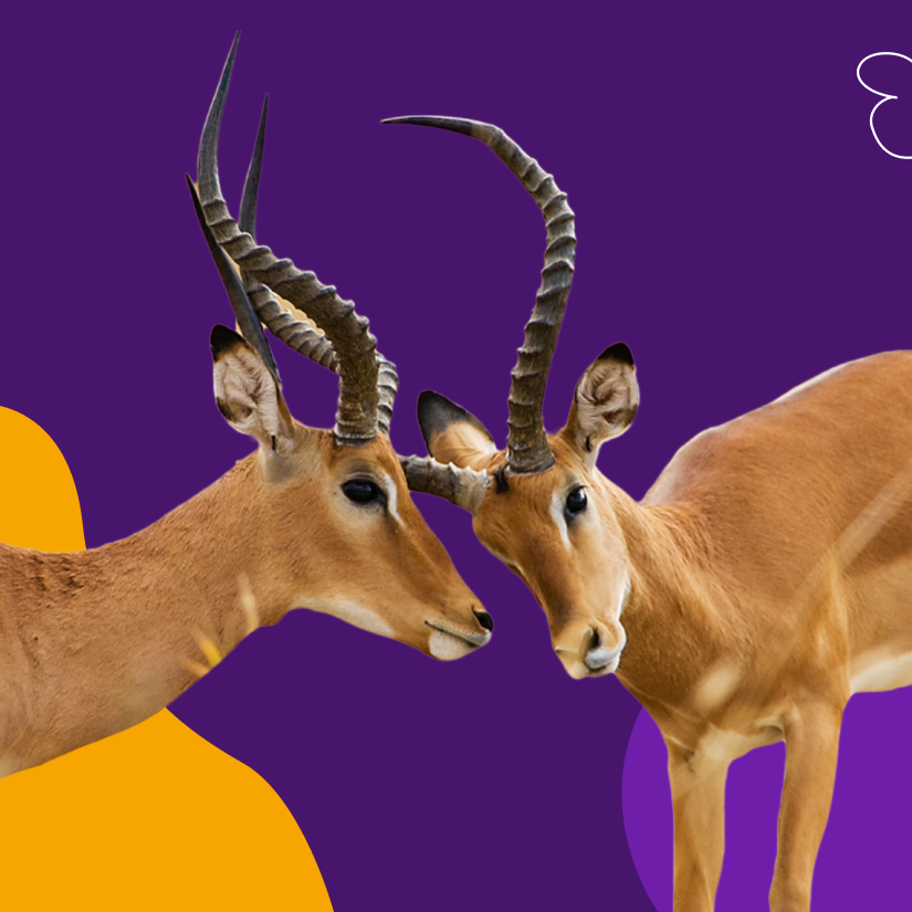 Exotics Deer Antelope