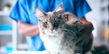 a vet in scrubs holding a gray long-haired cat