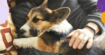 osteoarthritis in dogs