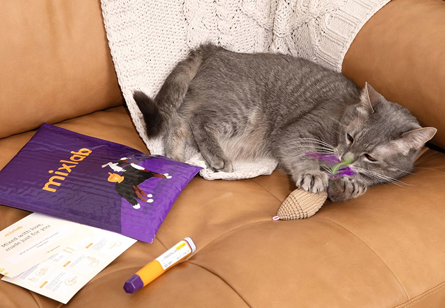 Cat with Mailer Contents on Couch.jpg