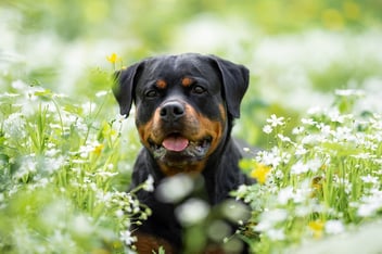 dog sitting in a field of flowers