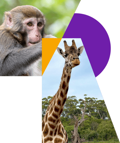 Zoo Collage