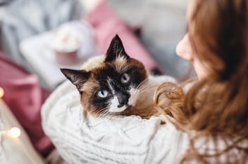 anti nausea medication for cats