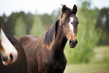anxiety in horses
