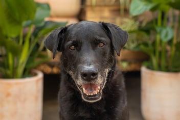 older black dog
