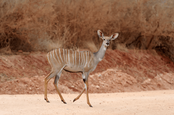 Bongo Antelope