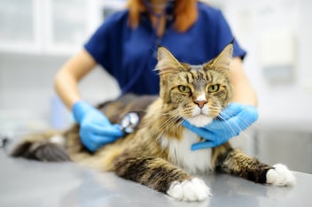 cat at the vet