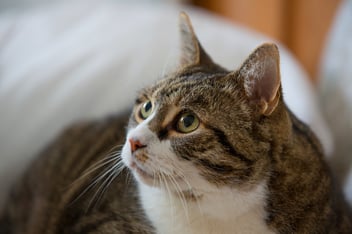 cat looking up