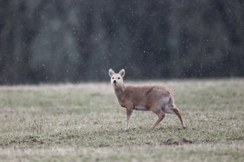 Chinese water deer