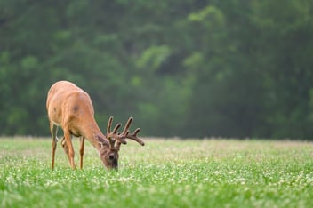 deer grazing in a field