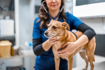 dog at the vet