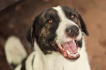 dog heart failure medication