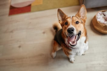 happy dog