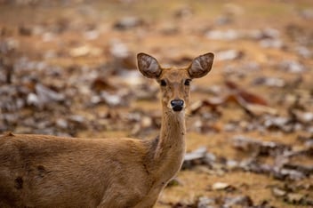 Dehydration in Eld’s Deer | Mixlab