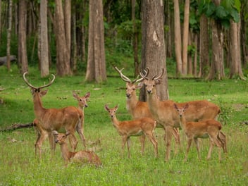 eld's deer