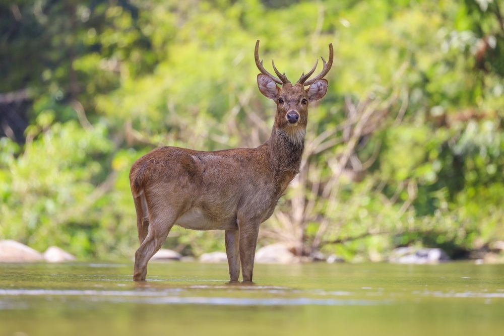Eld’s Deer Chemical Immobilization Mixlab