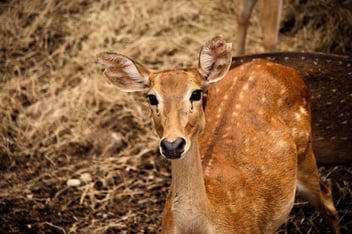 eld's deer