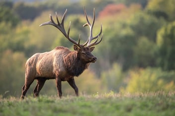 elk