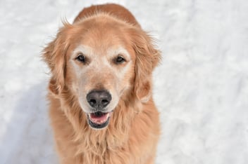 golden retriever dog