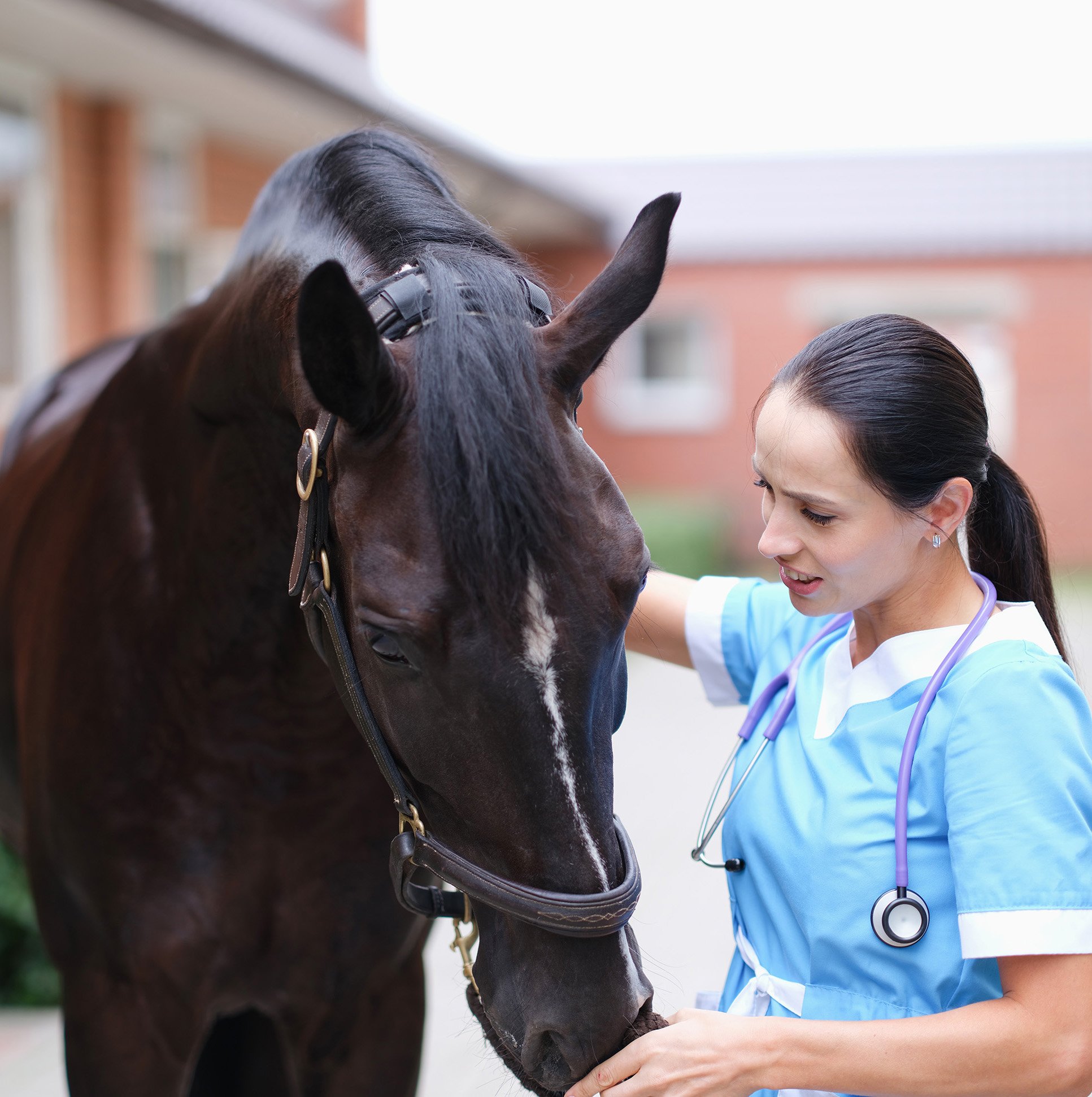 horse with veterinarian-1