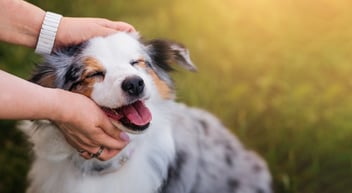 owner petting happy dog