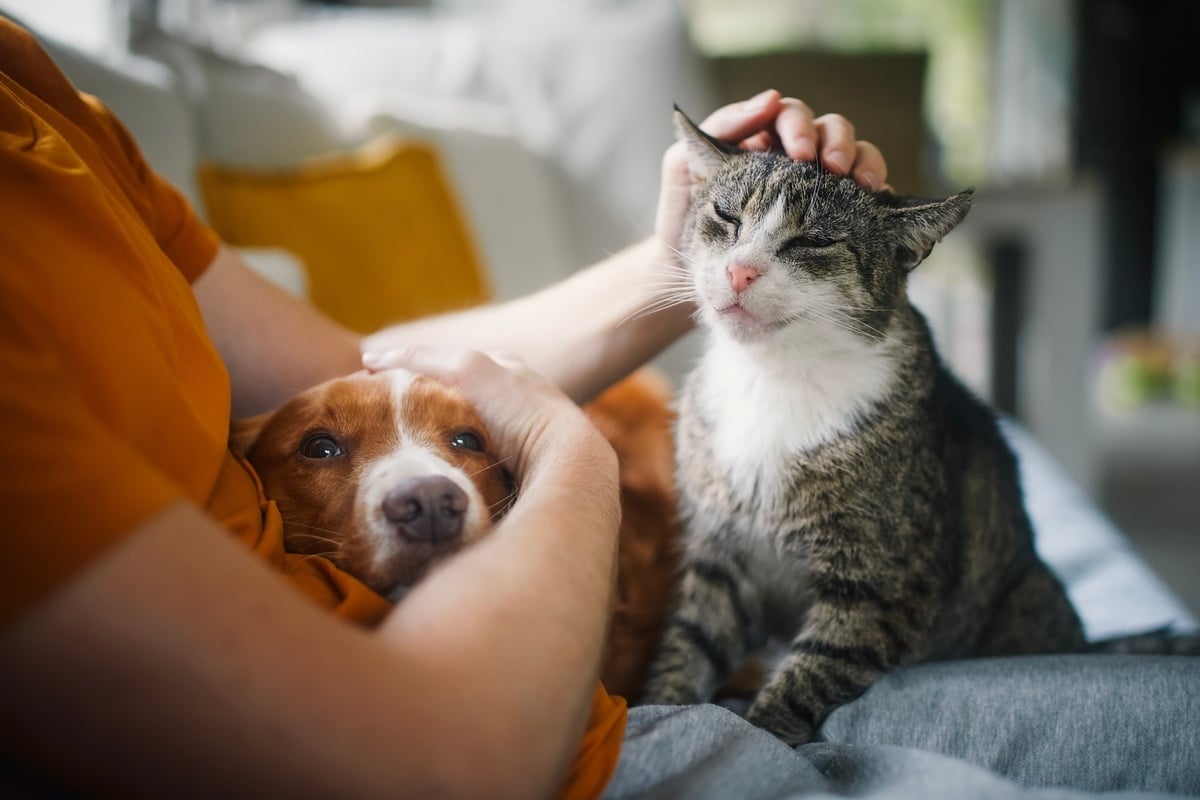 pet-owner-petting-dog-and-cat