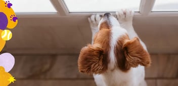 helping your dog cope with separation anxiety