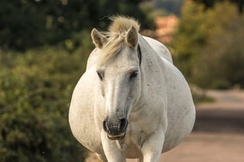 pregnant horse