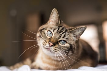 antibiotics for cats