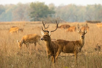 barasingha deer