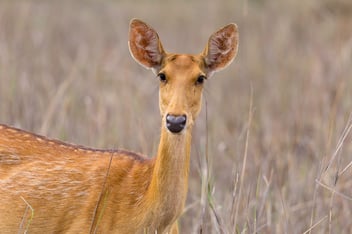 barasingha deer