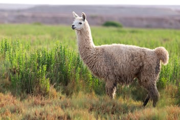 llama