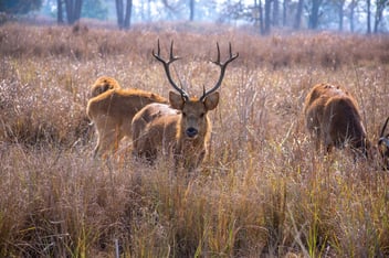 barasingha deer