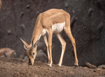 barasingha deer