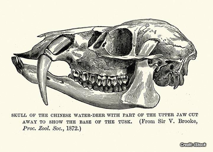 skull-of-chinese-water-deer