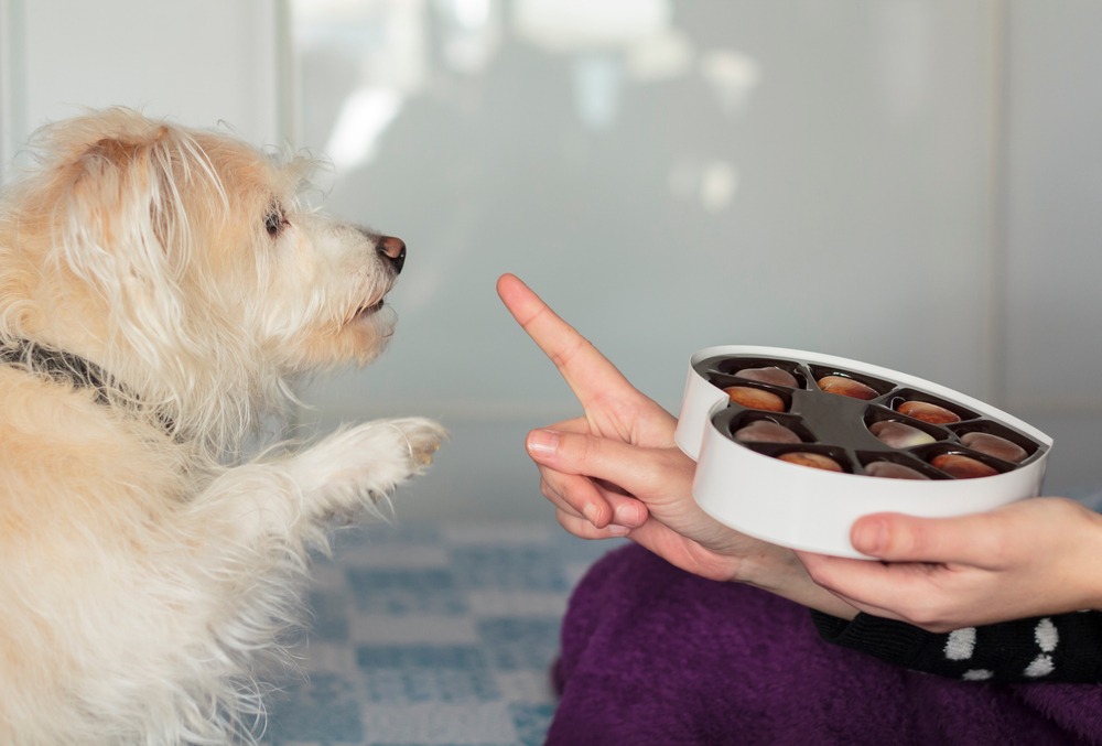 owner telling scruffy dog not to eat a box of chococlates