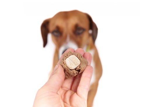 dog being fed a pill in a pill pocket