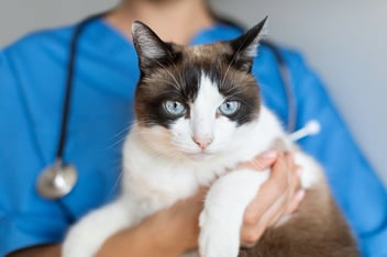 vet holding a cat