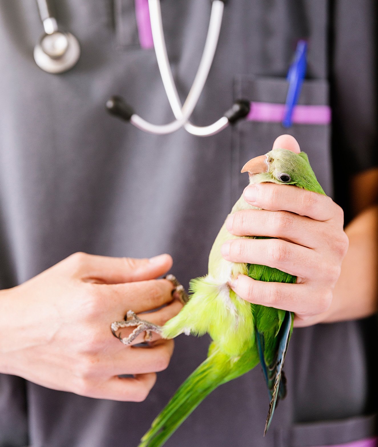 veterinarian with bird-1