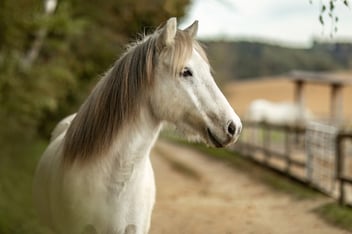 white horse