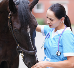 horse-with-veterinarian-300 1