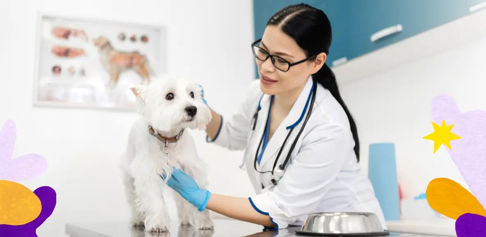 4 ways mixlab adds value in the veterinary exam room