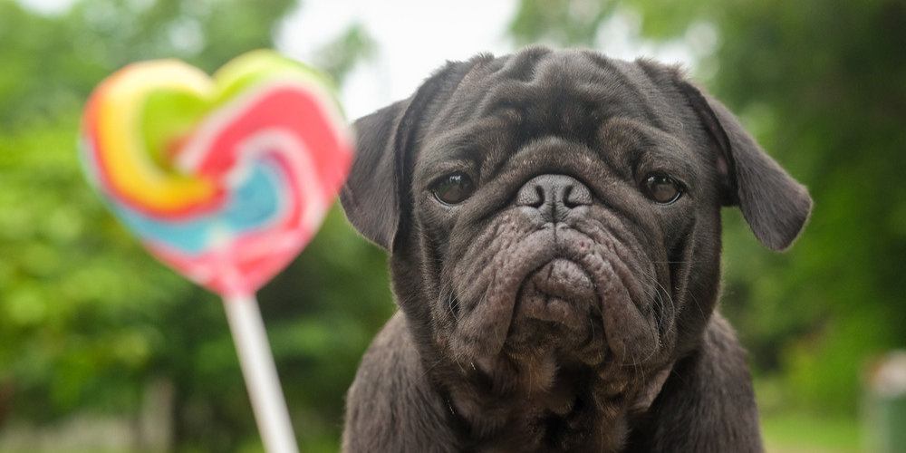 black pug dog looking at rainbow heart-shaped lollipop
