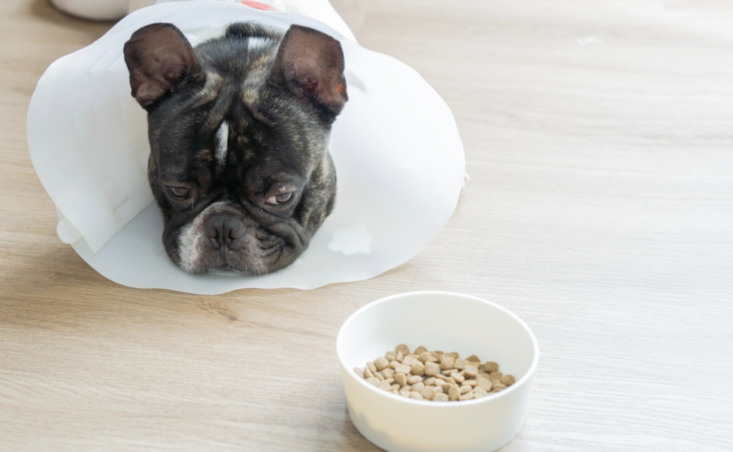 Cerenia for Dogs for Nausea: Uses, Dosage, Side Effects