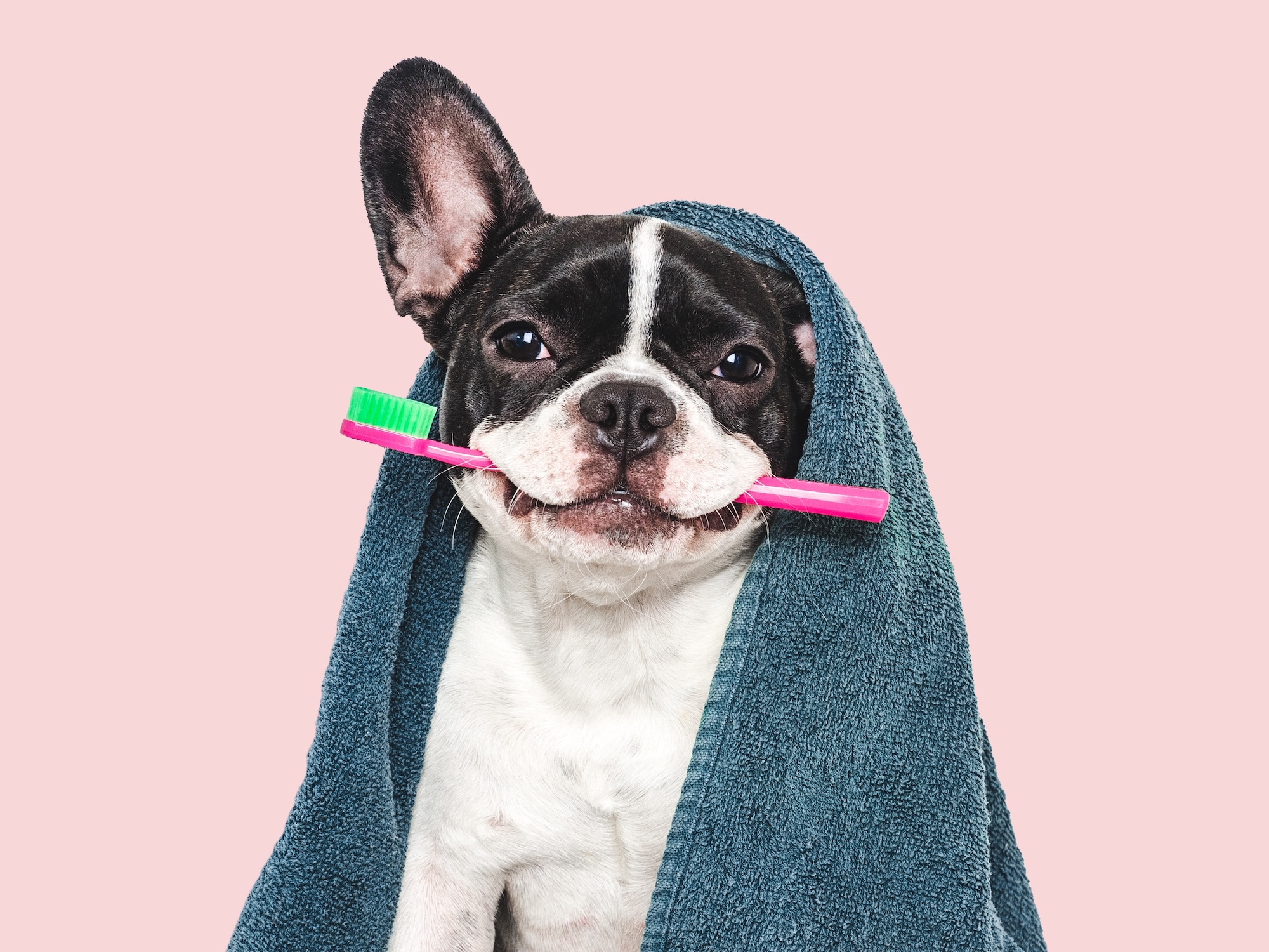 dog dental care